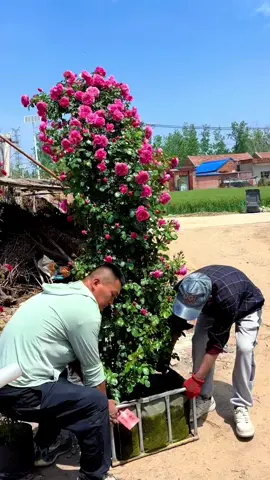 Hoa Hồng leo này làm cổng cưới thì đẹp