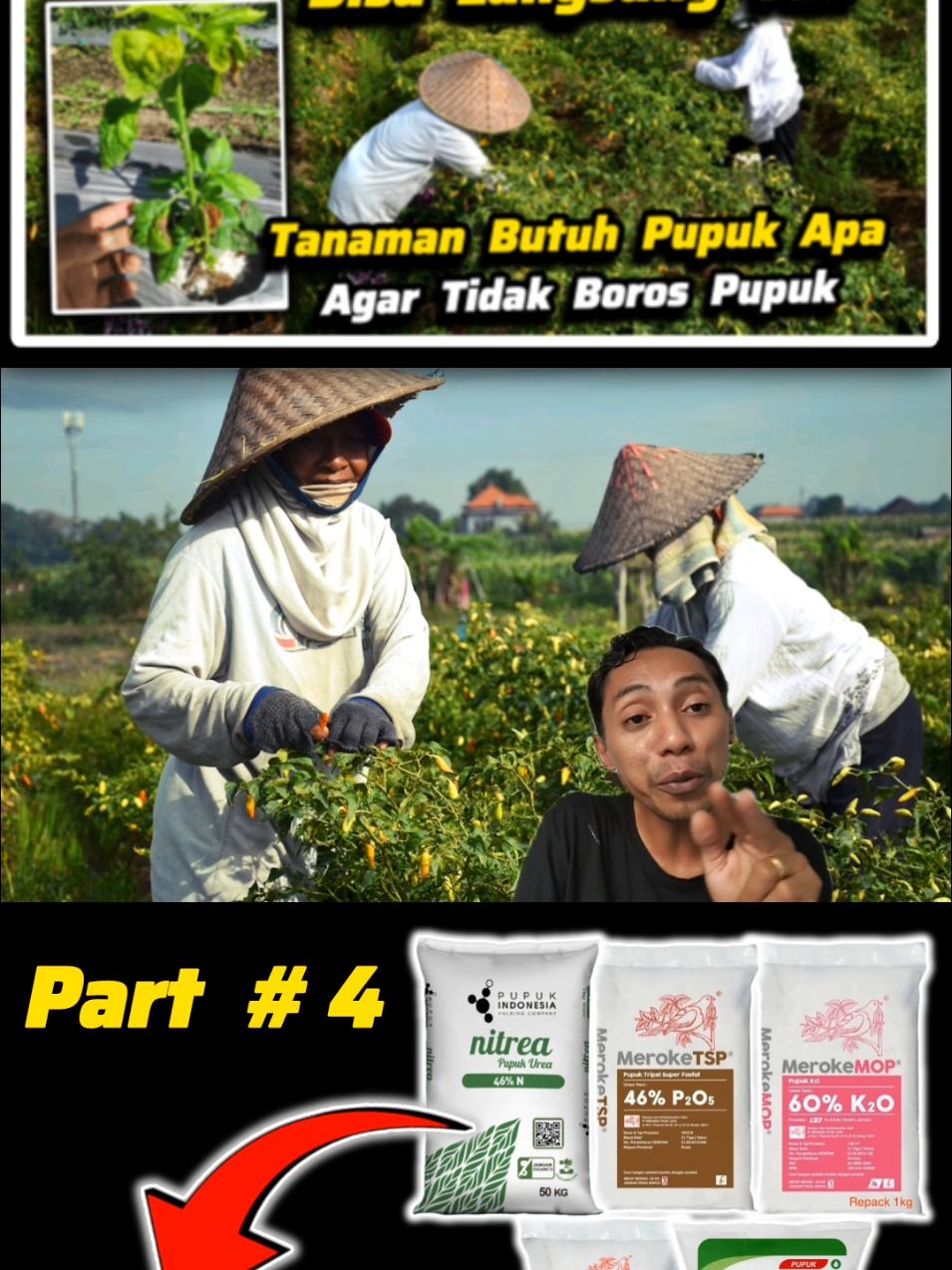 ✅ Cara Cari Tahu Tanaman Kekurangan Unsur Hara Apa Saja Cukup Lihat Dari Ciri ciri Daun Saja ✔️Pupuk