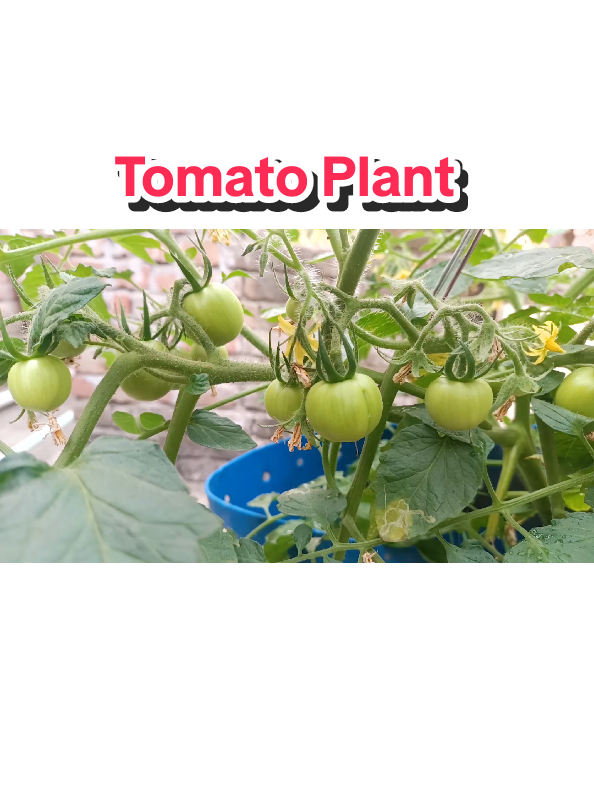 💯🍅#tomato #1millionviews #gardening #plant 