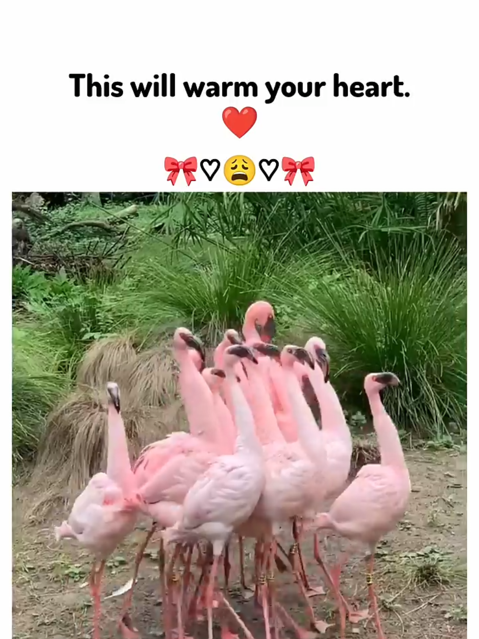 this will warm your heart😍🤗#animals #cute 