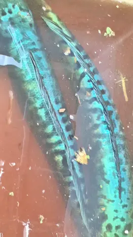 ghiền đóng cá bông chưa người đẹp 🤣🤣#caucaloc #fishing #cauca #xuhuong #luoicau #fish #lure #huukhuynhkiengiang 