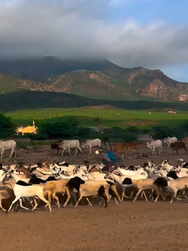 Dawga Cad, Hargaysa | 4 tii Meesi ayaa ku kulmay  #cadceedka #somaliadventure #somalioutdoor #somalitiktok 