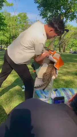 Cat is a bit shy #cat #catsoftiktok #funnyvideo #fyp #pet 