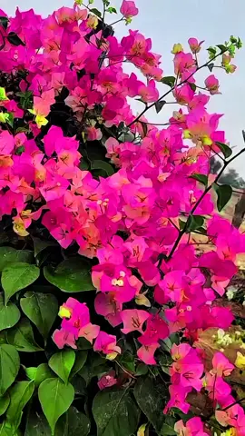 4k quality clip 😆🤌 #backgroundvideo #foryoupage #foryou #statusvideo #viral #viralvideo #unfrezzmyaccount 