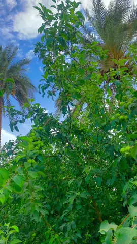 مثل هرش الشجر وشربلك المآي 💕🌲#سمير_صبيح #قتباسات #عبارات #الفديو_موجود_بقناتي_تلكرام_بلبايو🦋💘 