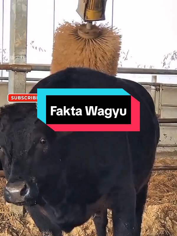 Review Singkat sapi Wagyu. sound ...#fakta #fyp #hewan #soundviral #sound 