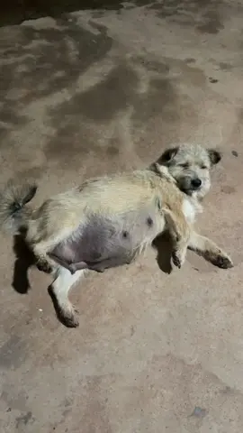 sắp có cháu quại nữa .🤣