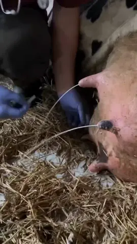cow farm 🥰🥰🥰🥰🥰 #cow #farm #feed #cleaning #trending #viralvideo 
