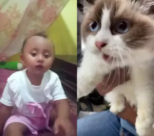 #duet dengan @KUCING MILKY #kucing 
