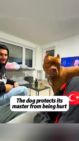 Funny animals 🤣🤣 #pet #cat #dog #cute #animals #foryou #typ