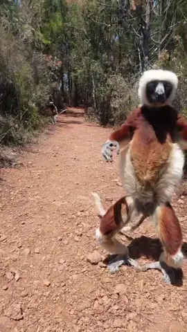 #monkey #jump #foryoupage #funny #foru #viral #crazy #monkeys 