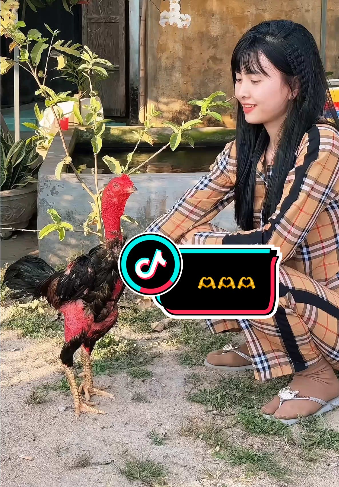 Buổi chiều của người nông dân☺️🫶#diệulanhthuốcgà #huỳnhthịdiệulanh #đam_mê_gà_chọi🐓 #toiyeudongvat❤ #đammêgàchọi🖖🖖🖖 #?gachoivietnam🐓🐓🐓❤️ #đam_mê_gà_chọi #?gachoivietnam🐓🐓🐓 