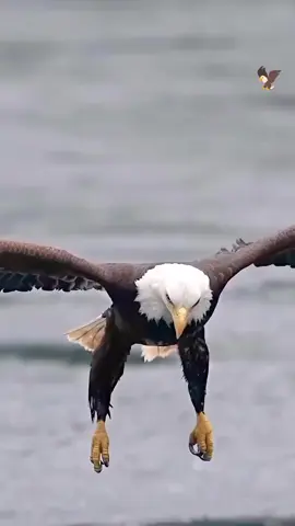 #القارئ_#عمر_الهاشمي #القران_الكريم #🦅eagle🦅 #اجرلي_ولكم_ان_شاءالله♥🕊 #ارح_قلبك_المتعب_قليلاً🤍💫 #🦅 