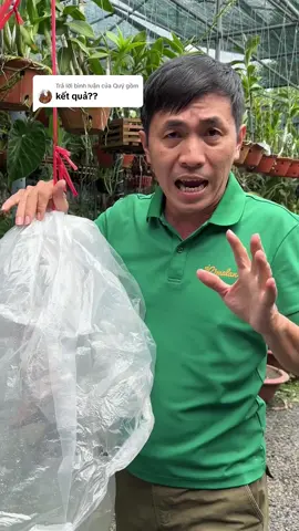 Trả lời @Quý gồm mới có 3 4 ngày mà bạn đòi kết quả rồi, mà nó có kết quả thiệt luôn mới ghê chứ 🤗🤗 #phuchoimaisautet #chamsocmaivang #phoimaivang #trongcay #maivang #garden 