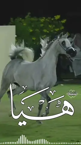 أفخم شيلة مدح باسم هيا حماسيه شيلة يا هيا يا بسمة القلب جديده 2025#السعوديه🇸🇦#الكويت🇰🇼 #قطر_الدوحة🇶🇦 #البحرين🇧🇭 #الامارات#-للطلب_الشيلات_والزفات_التواصل_معنا_وتساب_من_داخل_المملك-شيلات_زفات_تخرجات_مواليد_عقد_قرآن_مولوده_مولود شيلات الخروج من_الاندين ظظة سجن_شيلات_خروج - بسلامه - شيلات -شفاءوسلامه_شيلات_تقاعد_تخرج_ملازم_تخرج_عسكري_تخرج_من_الدفاع_المدني_الكويت_قطر_السعوديةالامارات_البحرين_الكويت_الرياض_المدينه_ابها_شيلات_حماسيه_طرررب_شيلات_عرسان_شيلات_ام_العروس_شيلات_ام_العروسه_شيلات_خطوبه_زفات_بالاسماء_ز فات_بدون اسماء - كتابة كلمات_جديدة 0545069083 966من- خارج- المملكه-0545069083 #استديو_اللمسه-الماسيه_لتنفيذ_الشيلات_والزفات والقصائدالشعريه_لجميع_المناسبات_شيلات_مهنا_العتيبي_فهد_العلي_النايف_فواز_العنزي_شيلات_بنت_ابوها_شيلة_شامخه_بنت_ابوها_الرياض_جده_مها_شيلة_شامخه_بنت_ابوها_الرياض_جده_مكه_المكرمه_ابها_قطر_البحرين_الكويت_الامارات_شيلات_سعد_محسن_شيلات_ناصر_السيحاني_شيلات_عز_السعود_شيلات_قايد_الوبيري_2024_شيلات_فلاح_المسردي_شيلات_الجف راني شيلات البندر_بن_عوير_فهد_بن_فصلا_محمد_بن_غرمان_جديد_كتابة_كلمات_جديدة_0545069083_من_خارج_المملكه0545069083_استديو_الزينه#للطلب_الشيلات_التواصل_معنا_وتساب_من_داخل_المملك_شيلات_زفات_تخرجات_موال-بسلامه-شيلات-شفاء_وسلامه_شيلات_تقاعد_تخرج_ملازم_تخرج_عسكري_تخرج_من_الدفاع_المدني_الكويت_قطر_السعودية_الامارات_البحرين_الكويت_الرياض_المدينه_ابها_شيلات_حماسيه_طرررب_شيلات_عرسان_شيلات_ام_العروس_شيلات_ام_العروسه_شيلات_خطوبه_زفات_بالاسماء_زفات_بدون_اسماءكتابةكلمات_جديدةء_زفات_بدون_اسماء_كتابة_كلمات_0545069083من_خارج_المملك-0545069083استديو_اللمسه-الماسيه_لتنفيذ_الشيلات_والزفات_والقصائد_الشعريه_لجميع_المناسبات_شيلات_مهنا_العتيبي_فهد_العلي_النايف_فواز_العنزي_شيلات_بنت_ابوها_شيلة_شامخه_بنت_ابوها_الرياض_جده_مكه_المكرمه_ابها_قطر_البحرين_الكويت_الامارات_شيلات_سعد_محسن_شيلات_ناصرالسيحاني_شيلات_عز_السعود_شيلات_قايد_الوبيري_2024_شيلات_فلاح_المسردي_شيلات_الجفراني_شيلات_بندر_بن_عوير_فهد_بن_فصلا_محمد_بن_غرمان_جديد_كتابة_كلمات_جديدة_من-خارج_المملكه0545069083#للطلب_الشيلات_والزفات_التواصل_معنا_وتساب_من_داخل_المملكه-شيلات_زفات_تخرجات_موالید_عقد_قرآن_مولوده_مولود_شيلات_خروج_من_السجن_شيلات_خروج-بسلامه_شيلات-شفاء_وسلامه_شيلات_تقاعد_تخرج_ملازم_تخرج_عسكري_تخرج_من_الدفاع_المدني_الكويت_قطر_السعودية_الامارات_البحرين_الكويت_الرياض_المدينه_ابها_شيلات_حماسيه_طرررب_ شيلات_عرسان_شيلات_ام_العروس_شيلا ت_ام_العروسه_شيلات_خطوبه_زفات_بالاسما ء_زفات_بدون_اسماء -خارج_المملكه- ع_المناسبات_شيلات_مهنا_العتيبي_فهاد_ العلي_النايف_فواز_العنزي_شيلات_بنت_ابوها_شيلة_شامخه_بنت_ابوها_الرياض_جده_مكه_المكرمه_ابها_قطر_البحرين_الكويت_الامارات_شيلات_سعد_محسن_شيلات_ناصر_السيحاني_شيلات_عز_السعود_شيلات_قايد_الوبيري_2024_ شيلات_فلاح_المسردي_شيلات_الجفراني_شيلات بندر بن عوير_فهد_بن_فصلا_محمد_بن_غرمان_جديد_كتابة_كلمات_جديد