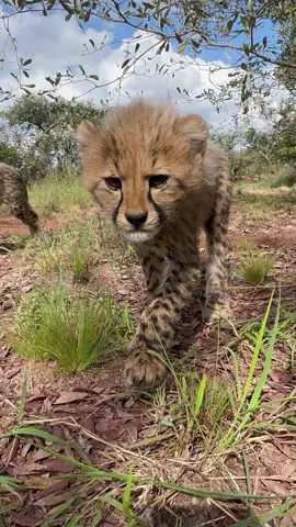 Curiosity #cheetah 