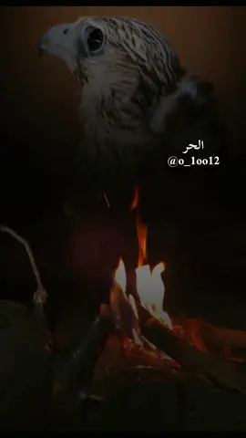 #أكسبلور_شعر_حكم_خواطر 