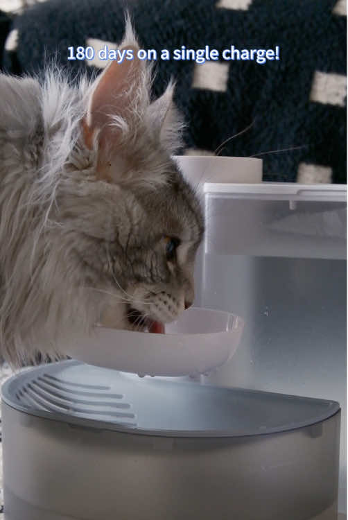 My cat love his water fountain #waterfountain #pettok #catwaterfountain #catlover #catsoftiktok 