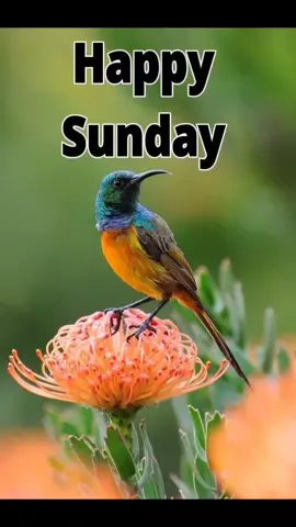 Happy Sunday #happysunday #Happysunday #moraash124 #wishes #2025 #wisheszone 
