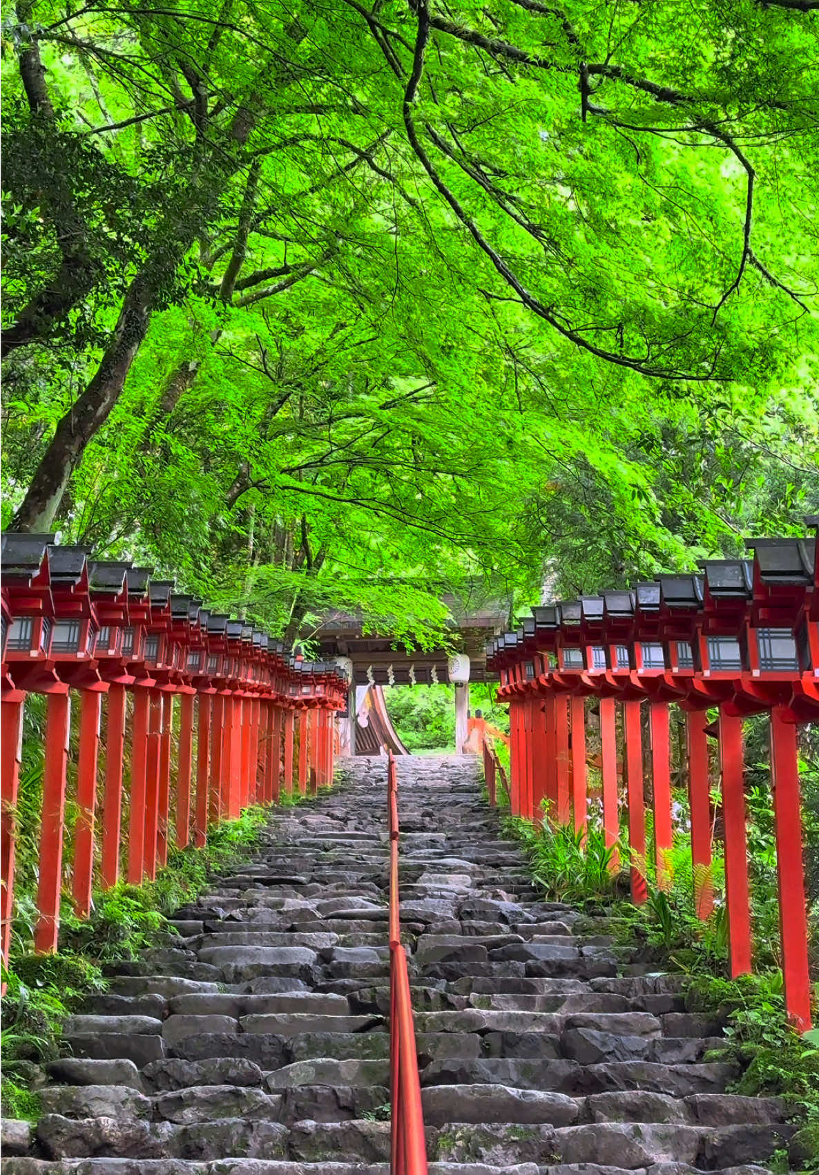 絶対行ってほしい新緑の京都オススメの場所💚 📍Kifune Shrine | 貴船神社 🗾Kyoto🇯🇵 新緑の貴船神社は今が最も美しい時期です🍀 Now is the time when Kifune Shrine is at its most beautiful with its fresh green leaves.🍀 また今だけライトアップも開催中です✨️ Also, lighting up is being held only now✨️ 【ライトアップ期間】 拝観期間：2025年5月3日（土）～2025年5月5日 （土） ライトアップ時間：日没～20時 拝観料金：無料 [Light-up period] Period: Saturday, May 3, 2025 - Saturday, May 5, 2025 (Saturday) Lighting up time: Sunset to 20:00 Admission: Free 【お知らせ】 サブスクリプションの運用開始‼️ 私のサブスクにご登録すると、極上の癒しを体験できます💞1人でも多くの人に癒しをお届けしたいという思いで活動を続けているので応援と思って登録して頂けるととても嬉しいです。良かったらよろしくお願い致します🥰 🖼またサブスクに登録するとほぼ毎日私が旅先で撮った絶景写真も高画質で保存できます！ 
️📝登録者限定のチャンネルで作品の編集（主にカラーグレーディング等）を定期的に公開しています！私の編集方法に興味がある方はぜひ登録してください！ ✼••┈┈┈┈••✼••┈┈┈┈••✼ ✔🗓2024 / 5 ▪️Beautiful places in japan🇯🇵 ▪️Please check out➴⡱@matcha_film ▫️𝙲𝚊𝚖𝚎𝚛𝚊:  iPhone15promax  ✼••┈┈┈┈••✼••┈┈┈┈••✼ #japan #japantour #japantourism #japantravel #japantrip #anime #spring #japangram #일본 #일본여행 #교토 #kyoto #kifuneshrine #kifune #shrine #kyototrip #kyototravel #traveljapan #tripjapan #貴船神社 #貴船 #新緑 #京都 #京都観光 #京都旅行 #そうだ京都行こう #日本の風景