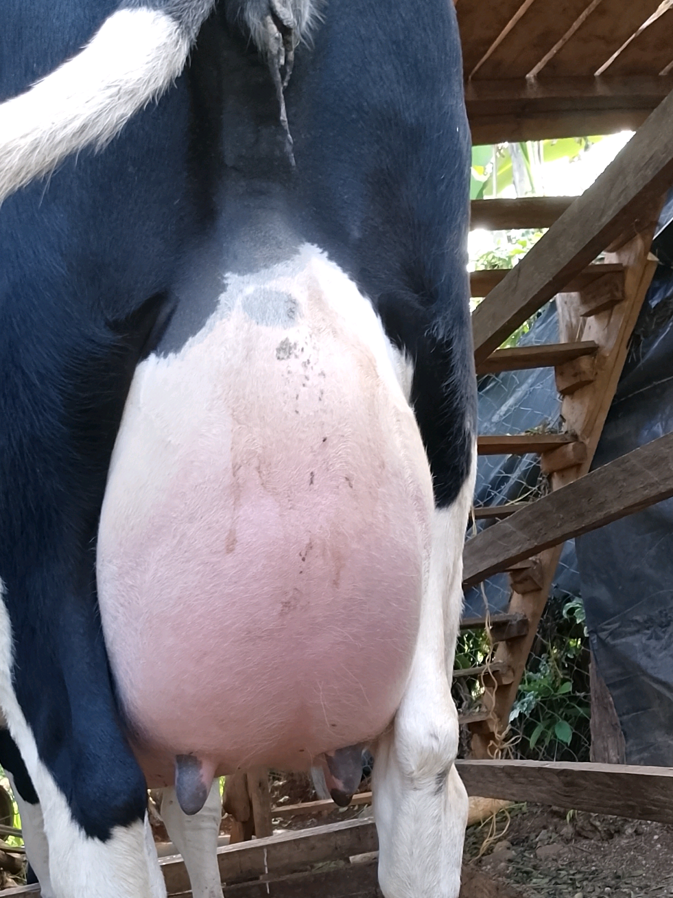 40 Liters it is!!!#qualityassurance #pedigree #fyp #fpy #vet #tik_tok #dairyfarming #smartfarming #genetics #foryoupage #Uniquedairyconsultants 