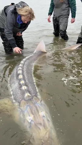 Once last touch before heading off🐟what’s the biggest fish you’ve got? #sturgeon #fishing #fishingtrip #bucketlist #fishingvideos 
