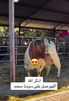 #ماعز_بورقيت #ماعز_بور_سافانا #ماعز_كلهارى #ماعز_كلهارى #نوادر #تربية_الاغنام_والماعز 