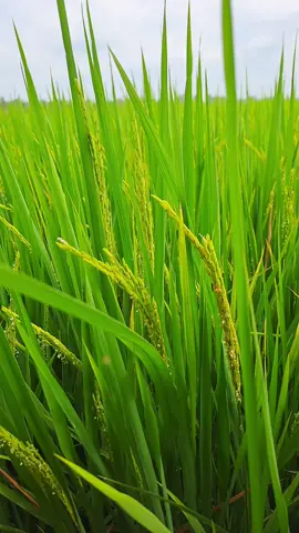 Nghe em hát câu dân ca sao mượt mà lòng Anh thương quá #anhhailuahg #xuhuongtiktok #nhachaymoingay #nhacbuontamtrang #nhacquehuong #canhdepthiennhien #canhdepmientay #canhdep #quehuongtoi #quehuong #mientay #mientayquetoi #lúa #95haugiang #haugiang #haugiang95 