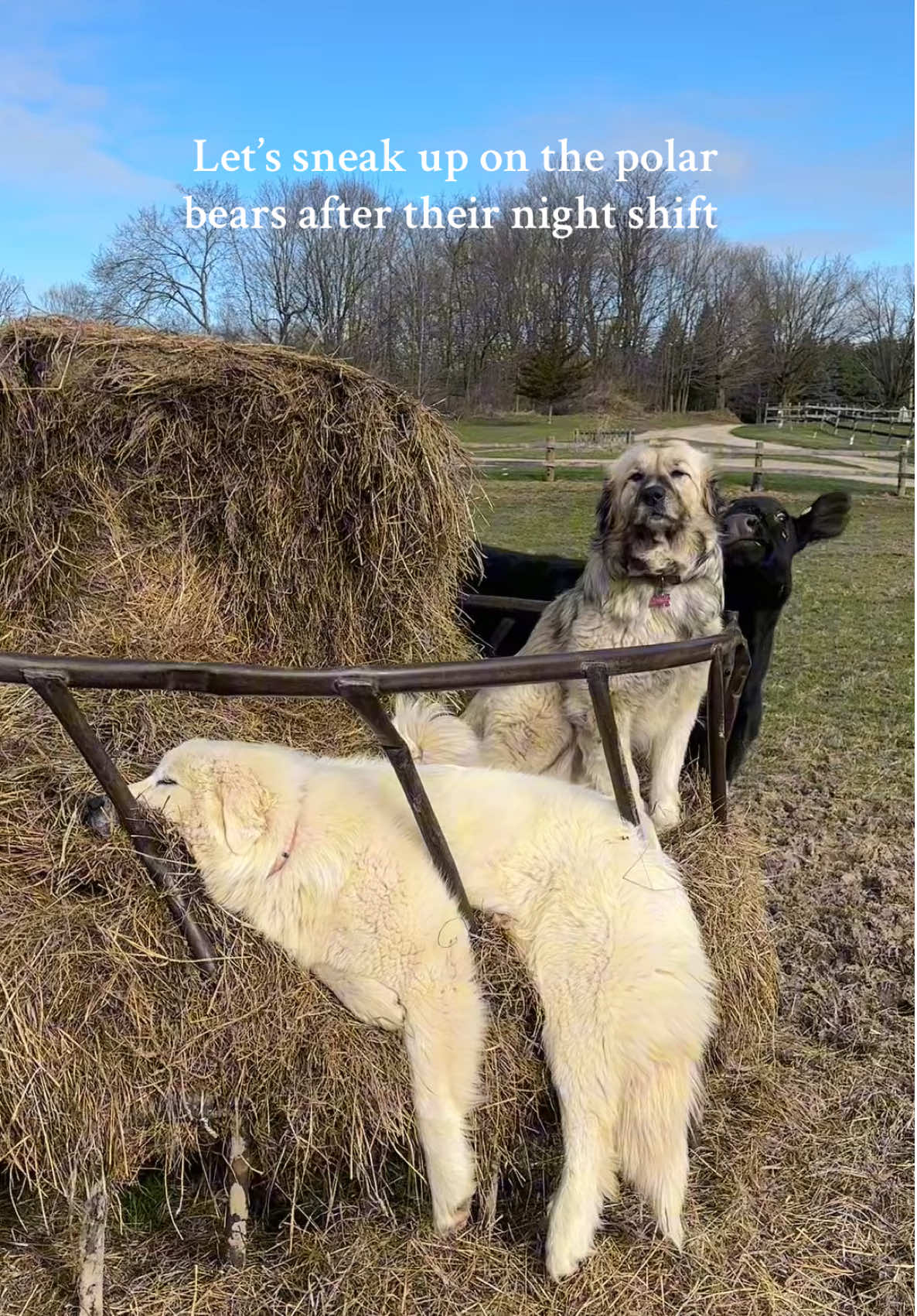 Soooo sleeeepy 😴  #farm #farmlife #homestead #dogsoftiktok #livestockguardiandog #dog #greatpyrenees #farmdogs #morning #sleepy #anatolianshepherddog #pasture 