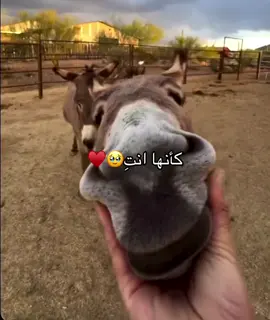 #هههههههههههههههههههههههههههههههههههههه 