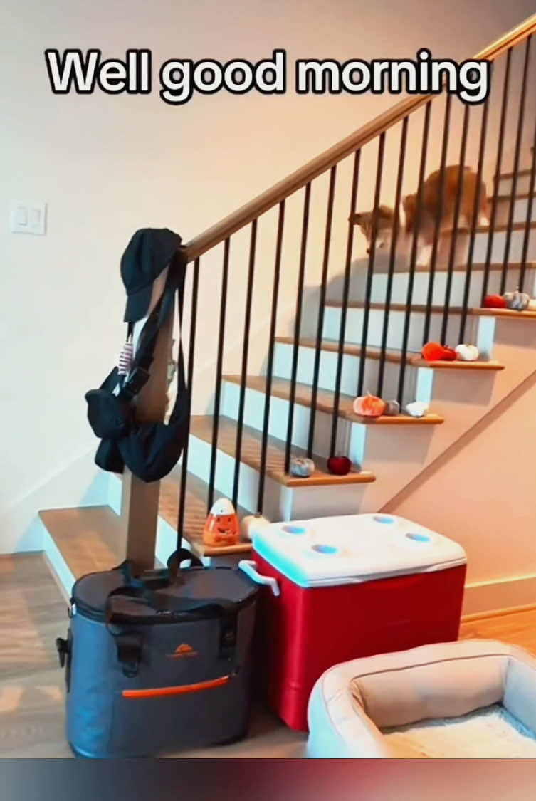 Try not to laugh 😂😂😂 #funny #animals #funnypets #funnyanimals #catsoftiktok #funnytiktok #cat #haha #dog #pet #funnyvideos 