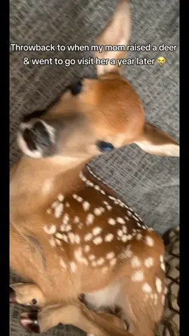 My mom just be doing stuff 🤣🤣 #fyp #deer #pet #bambi #fyp  @gaby_landeros00 