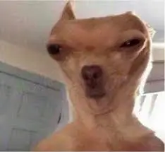 foto para usar no seus grupos amigos fotos aleatórias mais engraçadas