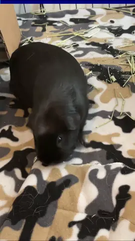 Why guinea pigs are always running away?