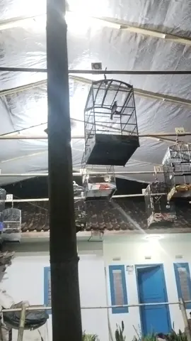 sesi latihan gantang malam bob burung kacer #kacer #kacermania #kacermaniaindonesia #kacergacor #kacerjuara 