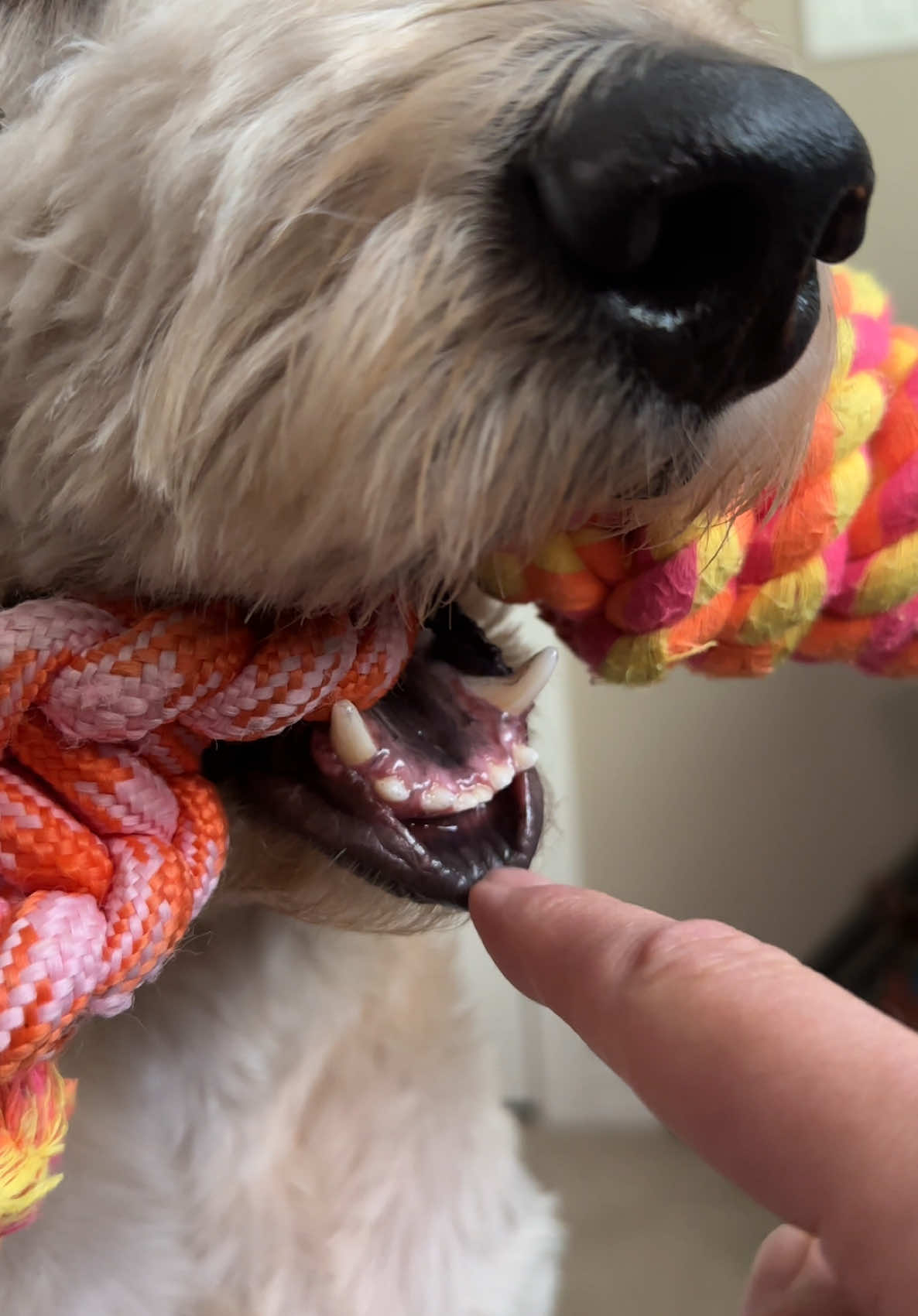 Let the intrusive thoughts win 😅#dogsofttiktok #funny 