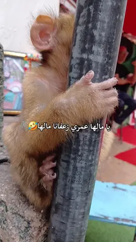 #fyyyyyyyyyyyyyyyy #شعب_الصيني_ماله_حل😂😂 