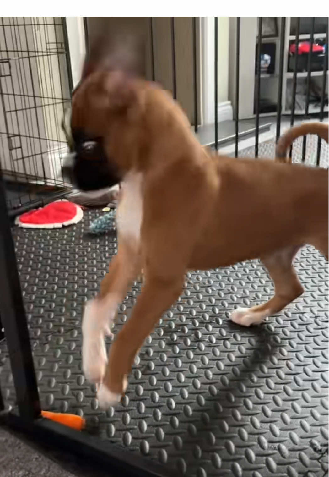 Still just as crazy as a year ago 😂🐶  #teething #puppy #puppylove #boxer #boxerdog #dog #crazy #dogsoftiktok #fyp #foryoupage #viral #viralvideos #foryou