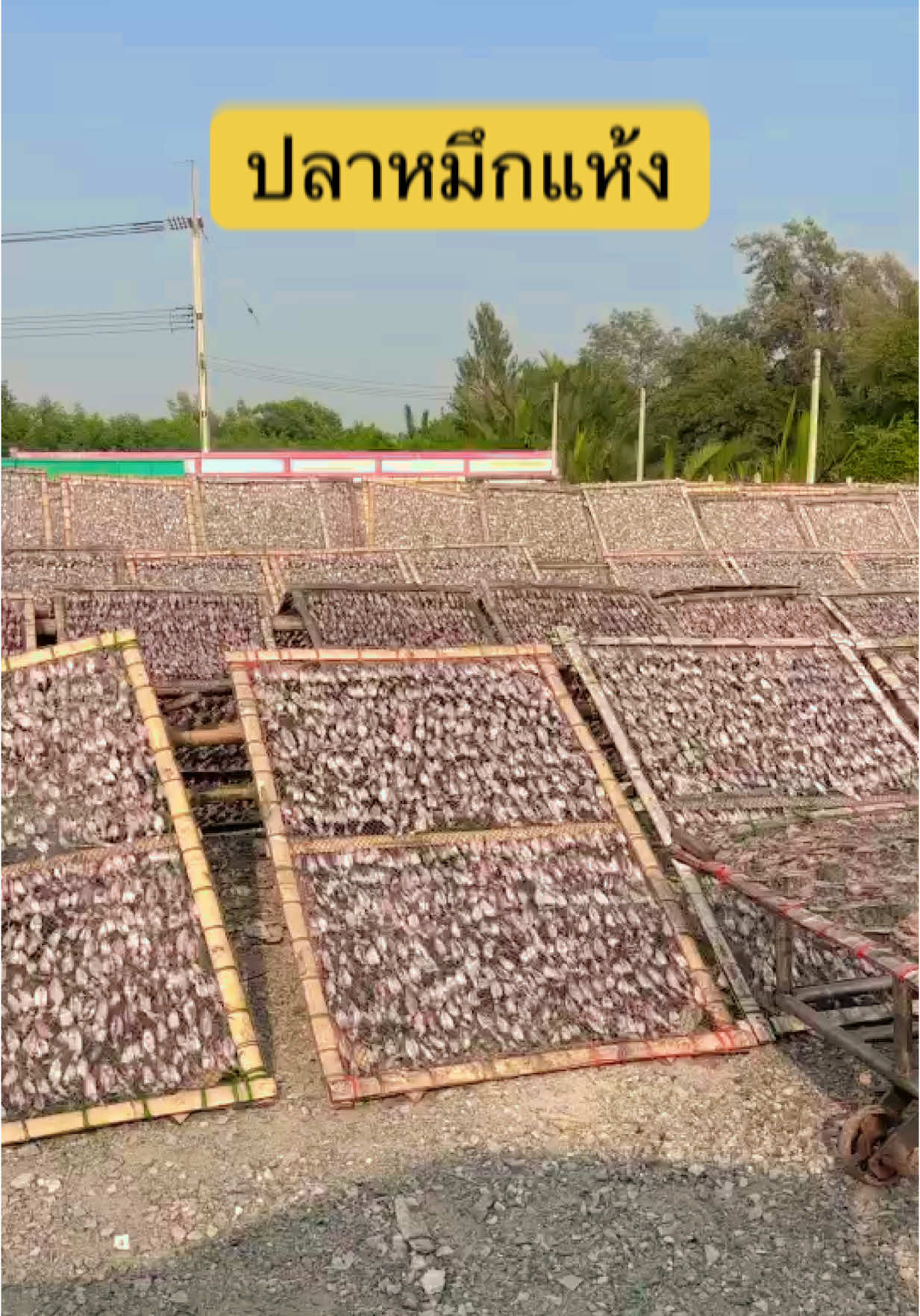 ปลาหมึกตากแห้งแบบธรรมชาด สะอาด สดใหม่ 💯 #ปลาหมึกแห้งร้านยกเล  #ปลาหมึกแห้ง  #ร้านยกเล  