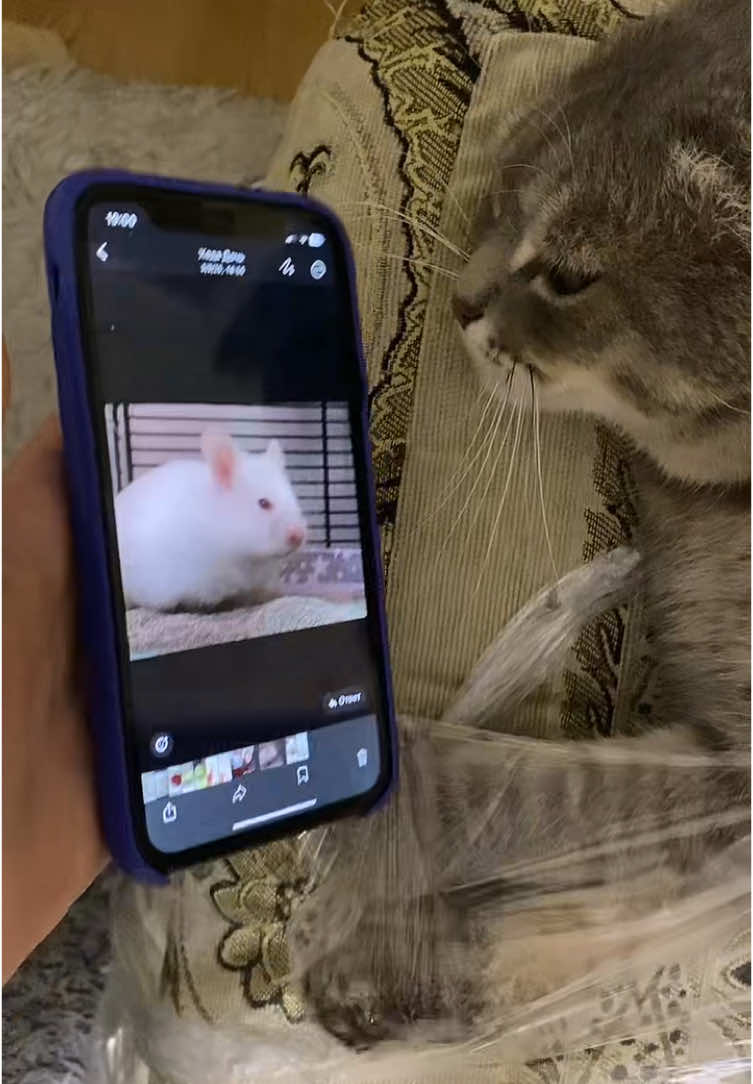 #catsoftiktok #cat# Dexter Morgan#котыприколы 