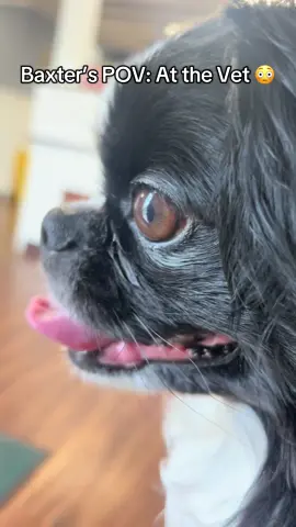 Baxter did good at the Vet. This is hilarious though 🐾🐶🤣🤣#fyp #pet #petlover #petlife #foryoupage #tiktok #dog #dogsofttiktok #dogs #doglover #doglife #viral #tiktokviral #PetsOfTikTok 