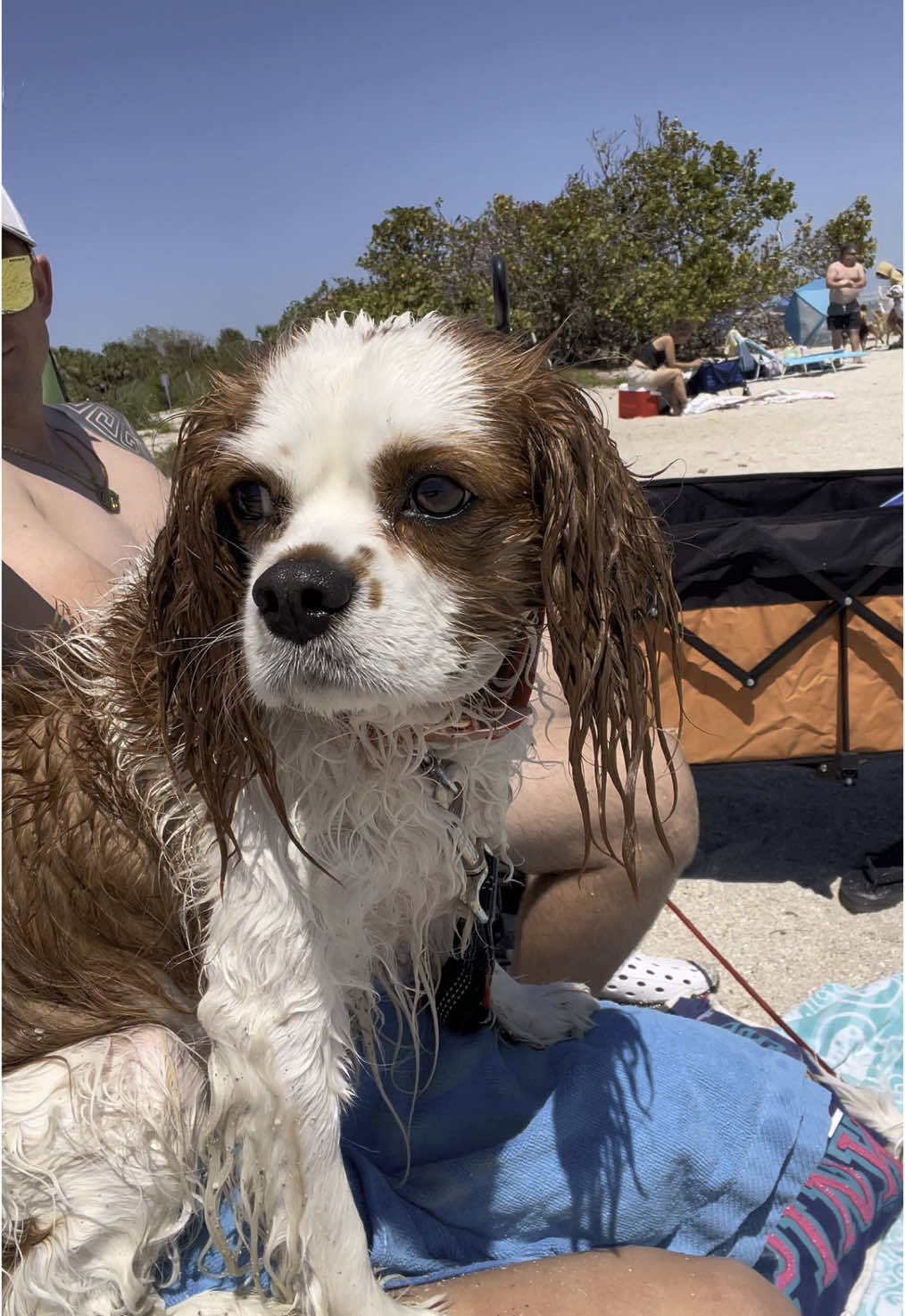 #dogsofttiktok #funny #dogs #sea #touchgrass 