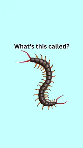 Can you name these insects in English_ #learnenglish #dailyenglish #vocabulary #learn #fyp #fypシ #TikTok #Viral #foryou #foryoupage #TiKTOKVIRAL#teacher #inglesonline #learnenglishonline #easyenglish #englishwords #englishspeaking #speakingenglish #vocab #englishidiomss #wordofthedaye #cursodeingles #dicasdeingles #speaking #study #learningisfun #englishisfun #spokenenglish #languagelearning #pronunciation #teachingenglish #learninglanguages #bhfyp #englishlearners #inglese #phrasalverbs #ieltspreparation #learningenglishonline #englishforkids #grammar #englishgrammar #fyp #fypシ #TikTok #Viral #foryou #foryoupage #TiKTOKVIRAL#teacher #inglesonline #learnenglishonline #easyenglish #englishwords #englishspeaking #speakingenglish #vocab #englishidiomss #wordofthedaye #cursodeingles #dicasdeingles #speaking #study #learningisfun #englishisfun #spokenenglish #languagelearning #pronunciation #teachingenglish #learninglanguages #bhfyp #englishlearners #inglese #phrasalverbs #ieltspreparation #learningenglishonline #englishforkids #grammar #englishgrammar