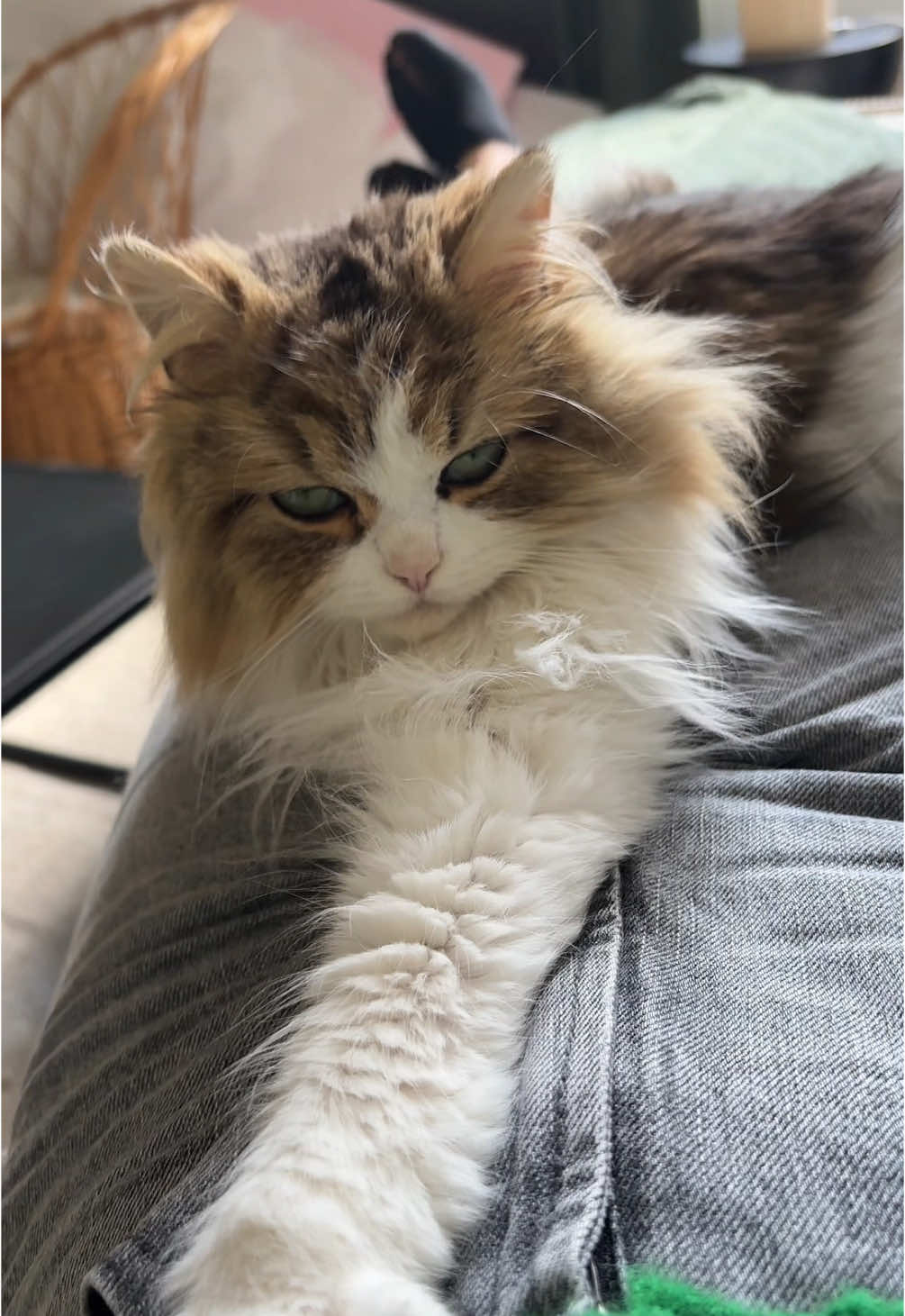 Ma ballerine préférée 😻 (post de brouillon car pas le Time 📦)#ballerinasoftiktok #cats