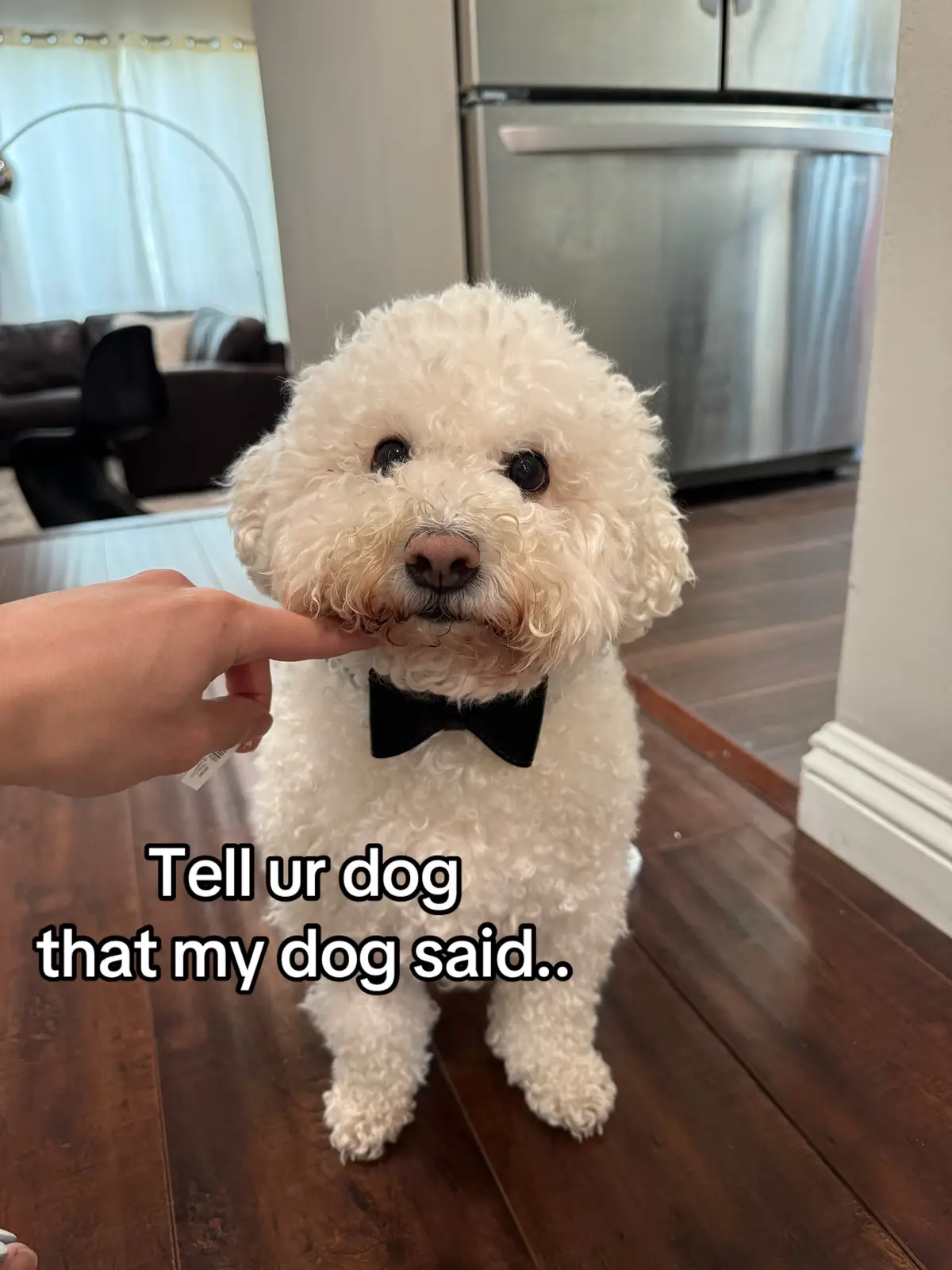 #bichon #dog #bichonfrise #dogsoftiktok #dogsoftiktok #puppy #fyp #fypage #cutedog #puppytiktok 