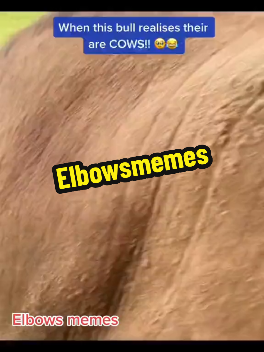 #onthisday  Follow me for more funny memes and reels 😁 @elbowsmemes @ellbows.memes #funnyreels #funnyvideos  #memesdaily  #memes  #shitpost  #Elbowsmemes #elbowsreels #fyp #banter #foryoupage #foryoupage #adulthumour #memelifeuk 