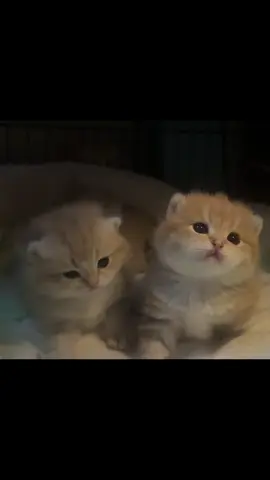 #مشاءالله_تبارك_الله #سكوتش_ستريت #قطط_سكوتش #fyp #scottish_fold 