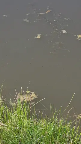 my money dont jiggle jiggle, it folds. #snake #frog #tadpole #pond #nature 