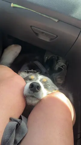 After a 14km hike up and down Snowden 🥹🫶🏼😂 #hike #Hiking #bordercollie #dog #sheepdog 