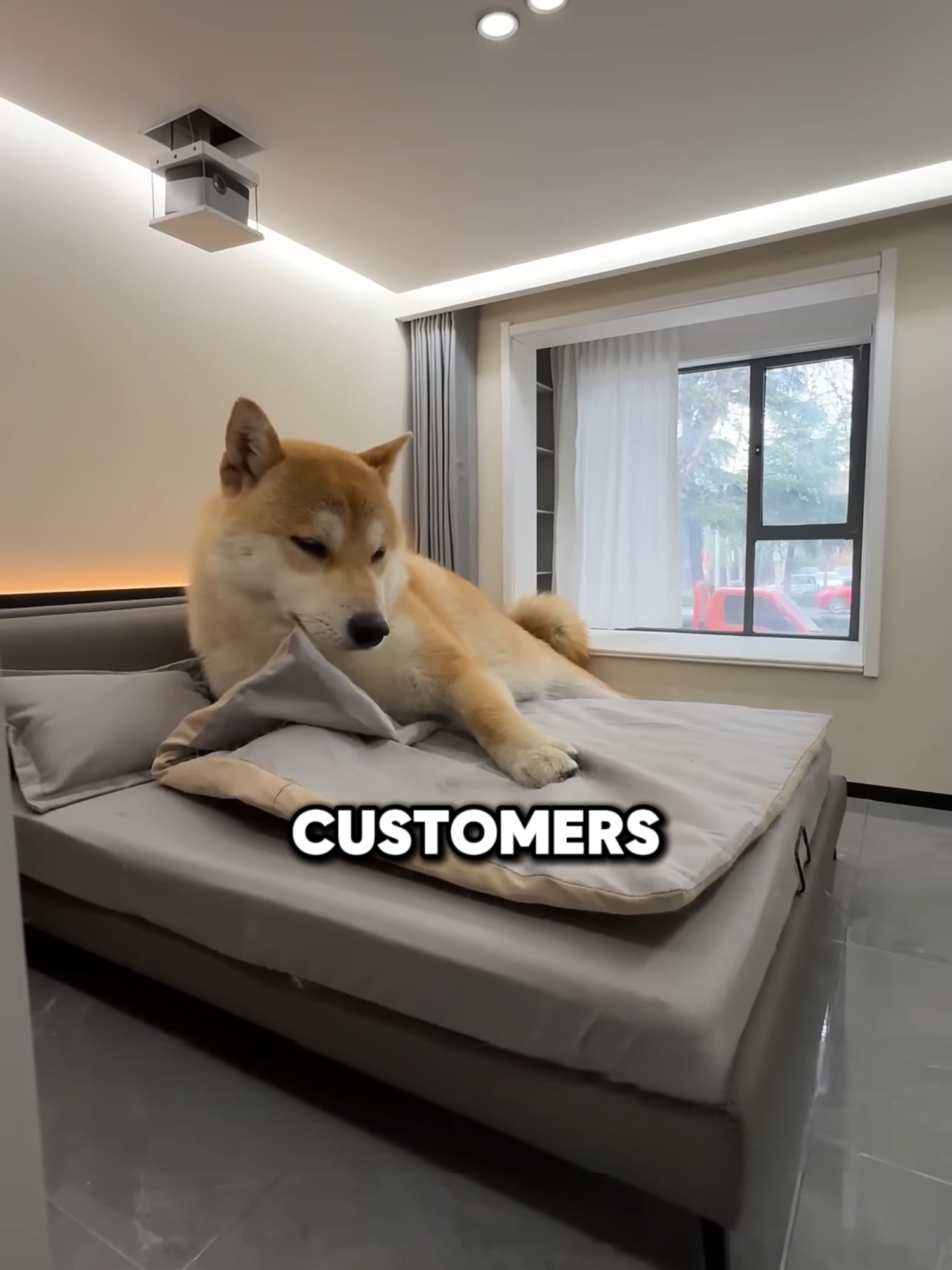 Why Does This Dog Look Giant? (@xingzhilei)